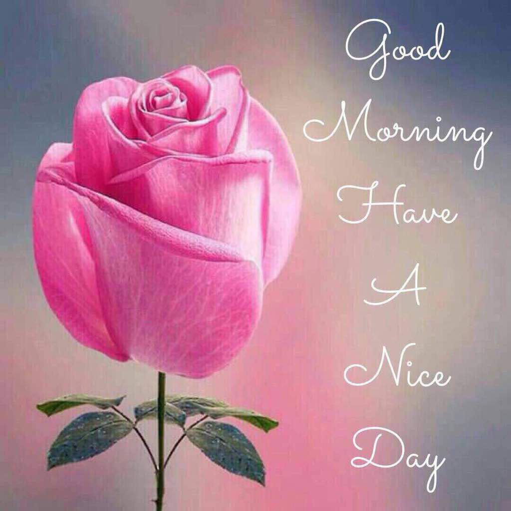 good morning message with a beautiful rose