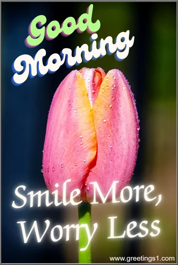 A Good Morning beautiful flower image with smile more message for say good morning