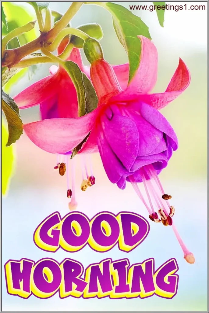 A Beautiful Good Morning Flowers Photos for download