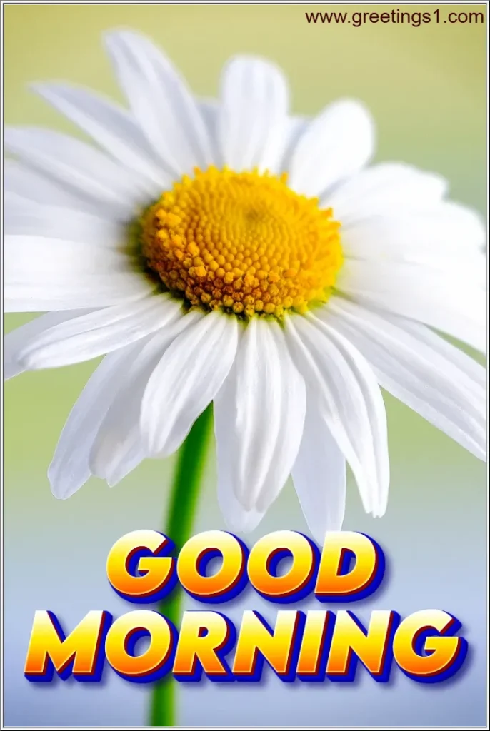 A beautiful good morning images with white flowers to share.