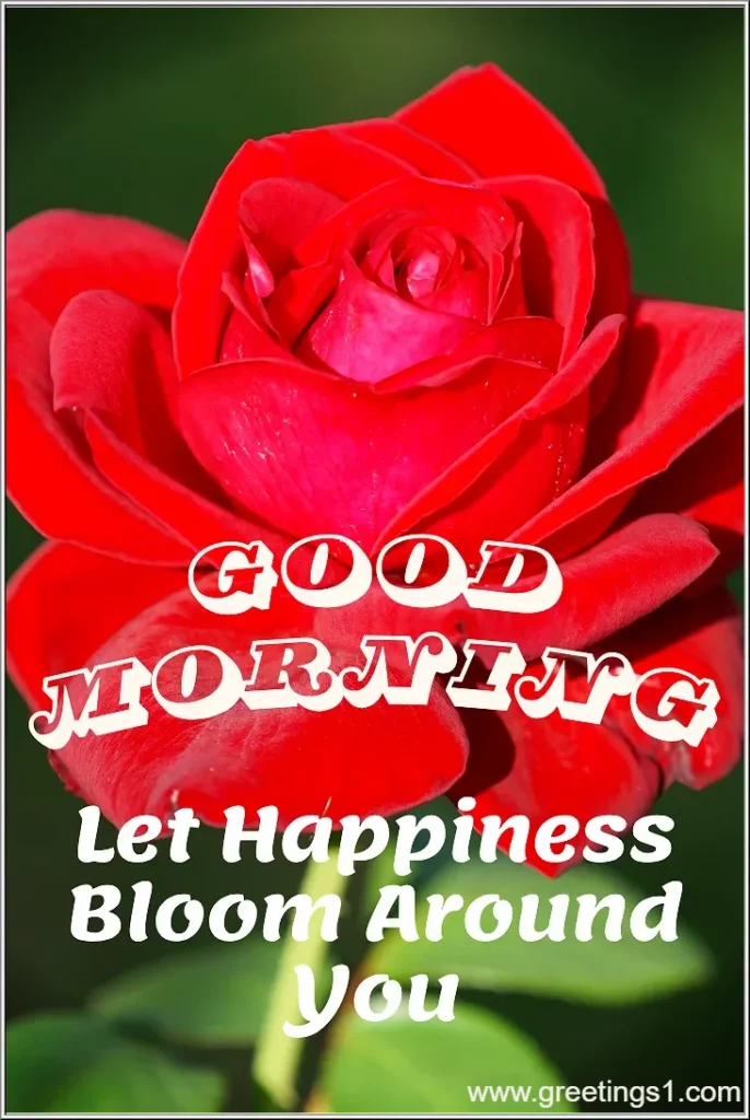 A beautiful Red Rose Flower with good morning message to wish good morning.