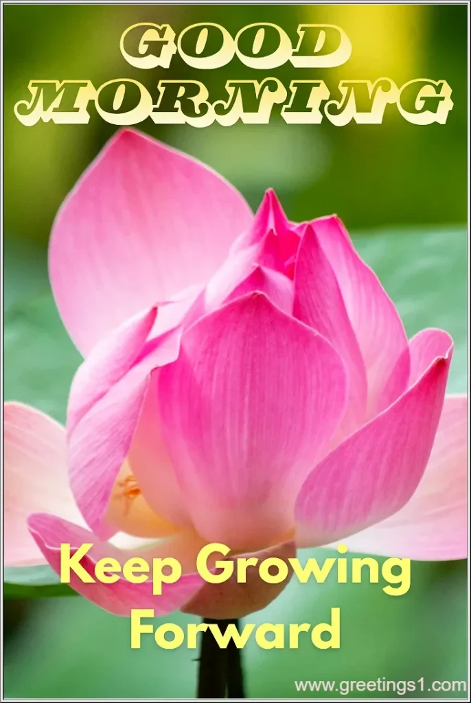 A very beautiful flowers that blooms in this morning with good morning images and quotes for free download
