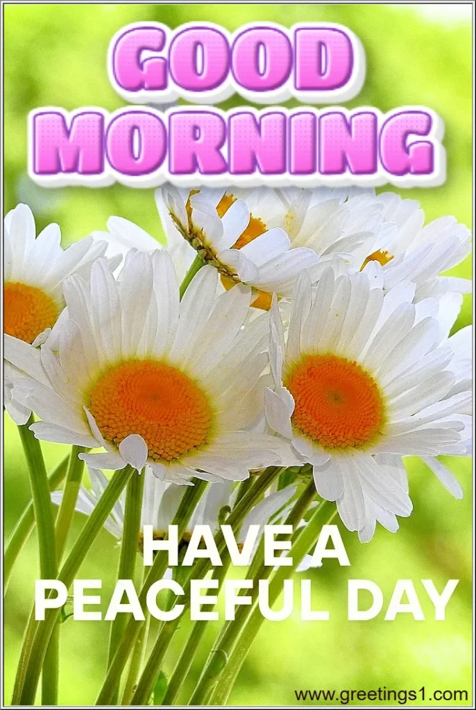free download good morning flower images with have a peaceful day