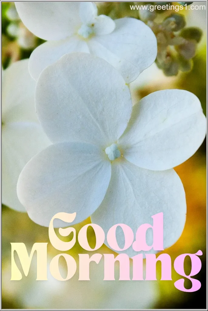 A good morning cute white flowers image hd to wish 