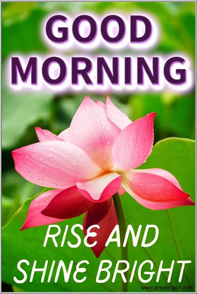 Good Morning Lotus Flower rise and shine images