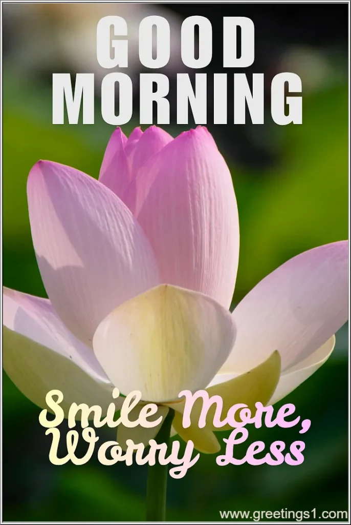 Good morning lovely flowers images for whatsapp