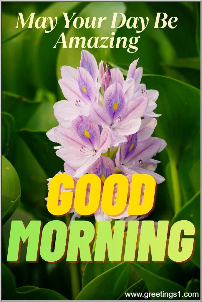 special good morning flowers hd images may your day be amazing