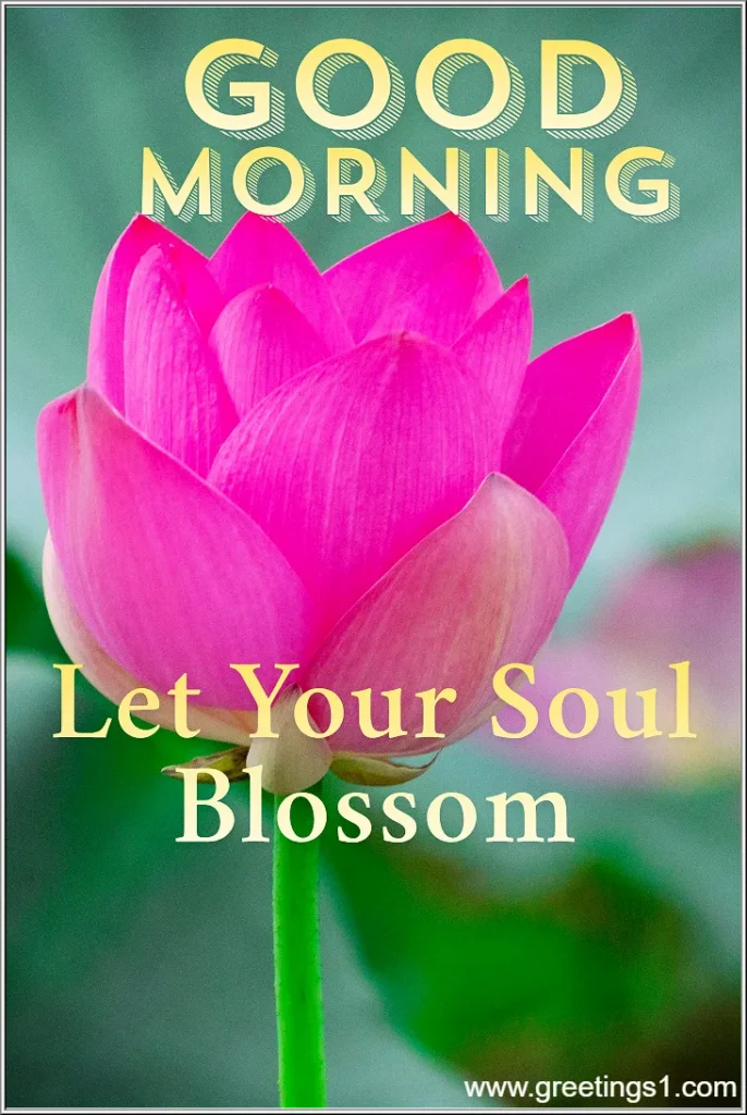 photos of flowers with good morning images