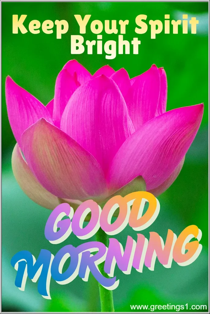morning fresh flowers images hd good morning message