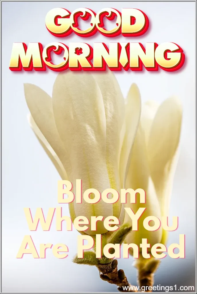 latest good morning images with flowers for wish good morning