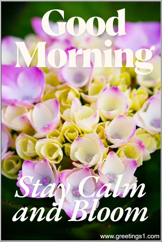 images of beautiful flowers with good morning wishes