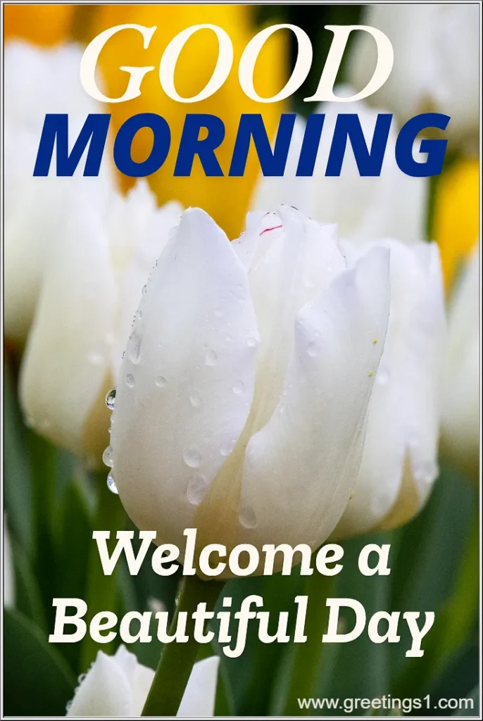 tulip flower good morning images with welcome a beautiful day wishes