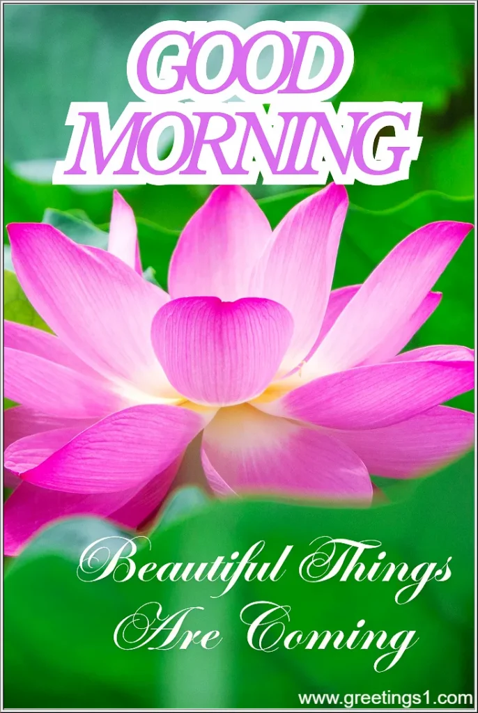 good morning images lotus flower with quotes