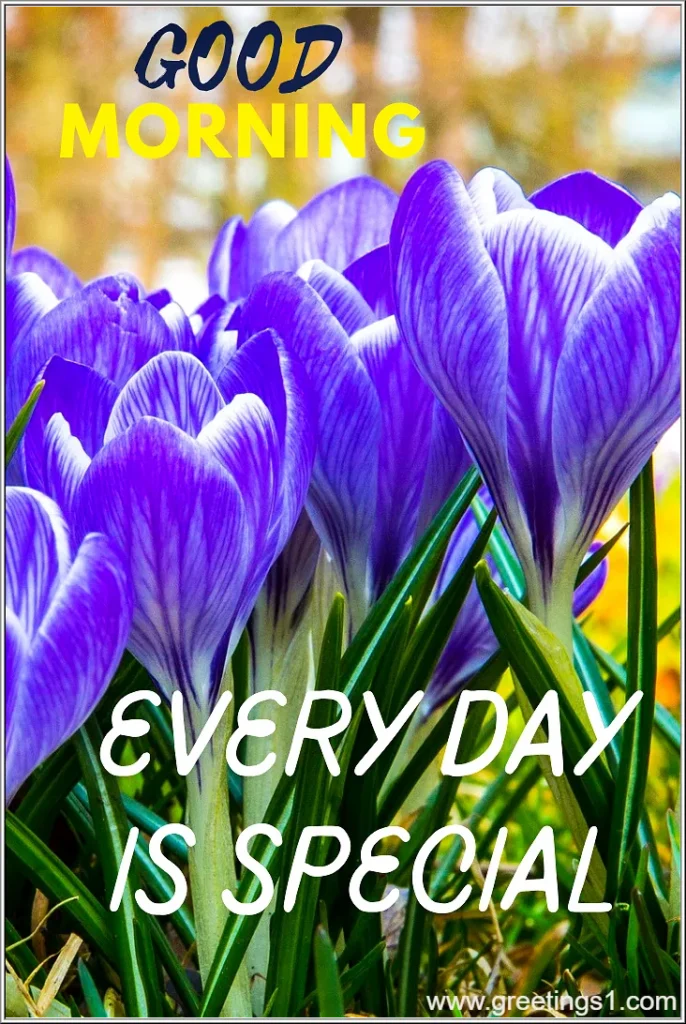Good morning flowers images with quotes-everyday is special