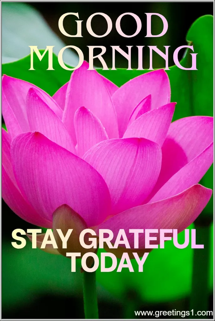 good morning fresh lotus flowers images for share on whatsapp