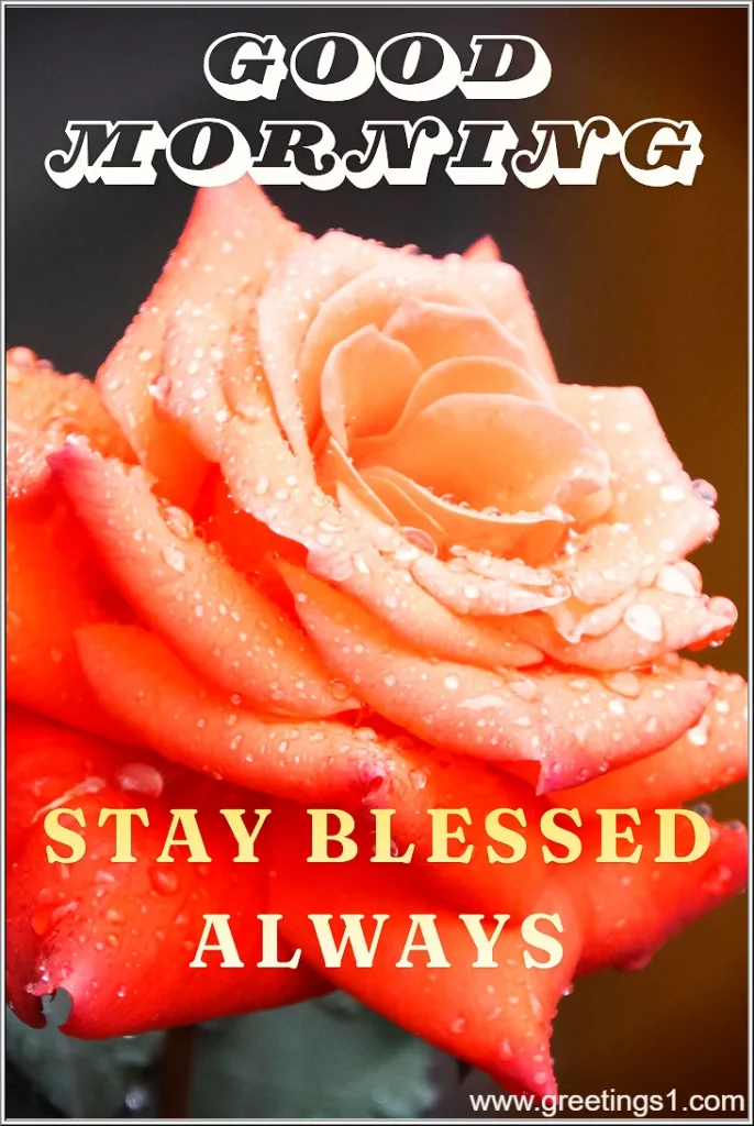 A beautiful good morning hd rose flowers images with blessings