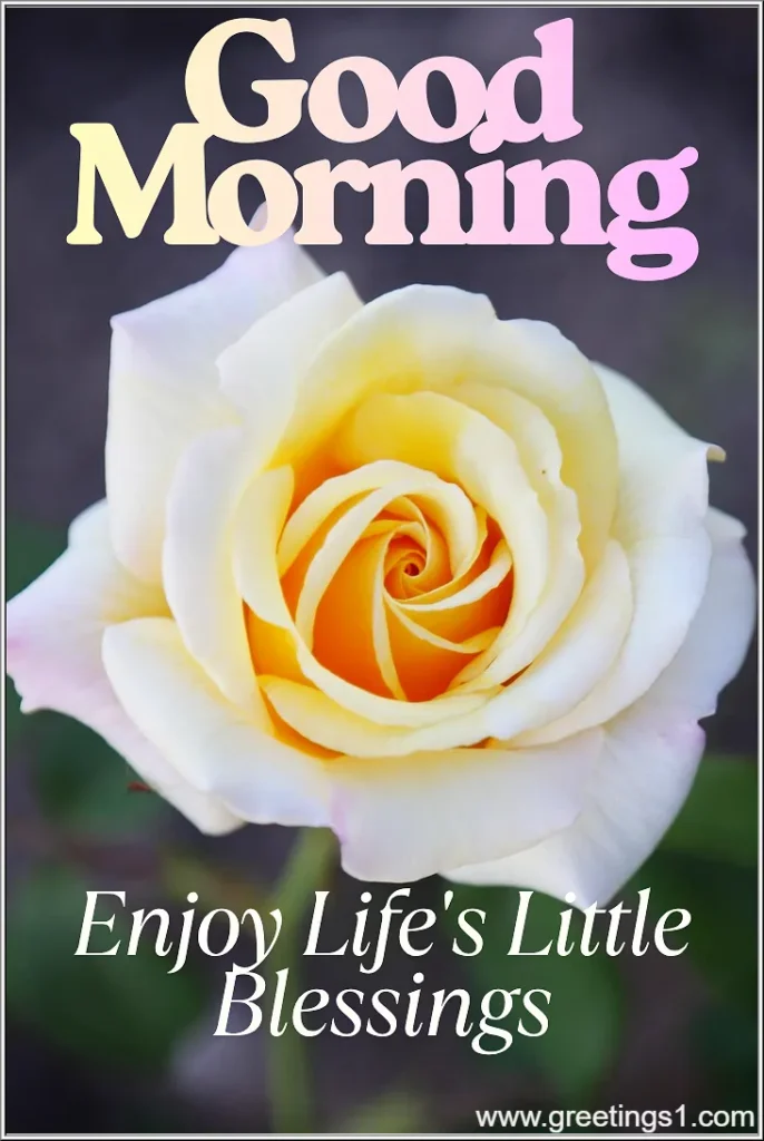 beautiful rose flowers good morning images with blessings