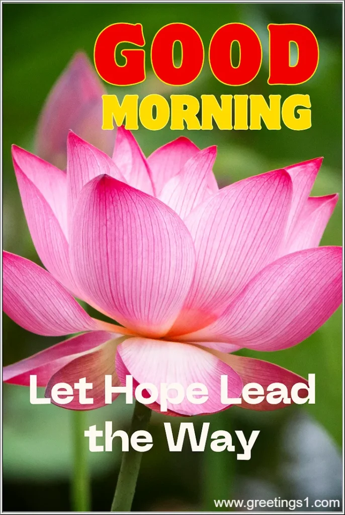 good morning flower images free download hd message
