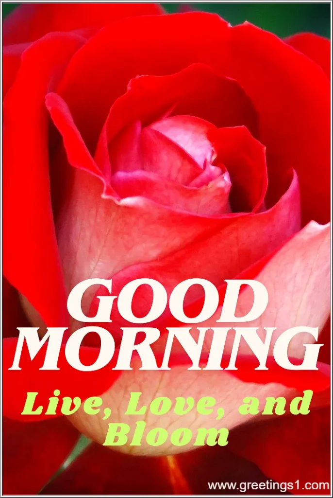 good morning images with rose flowers and quotes for partner
